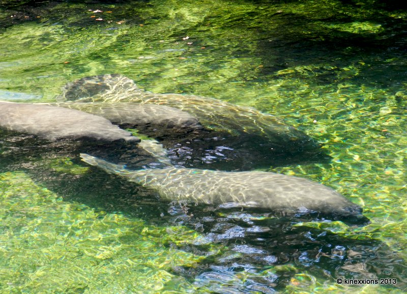 kinexxions: The Manatees of Blue Spring