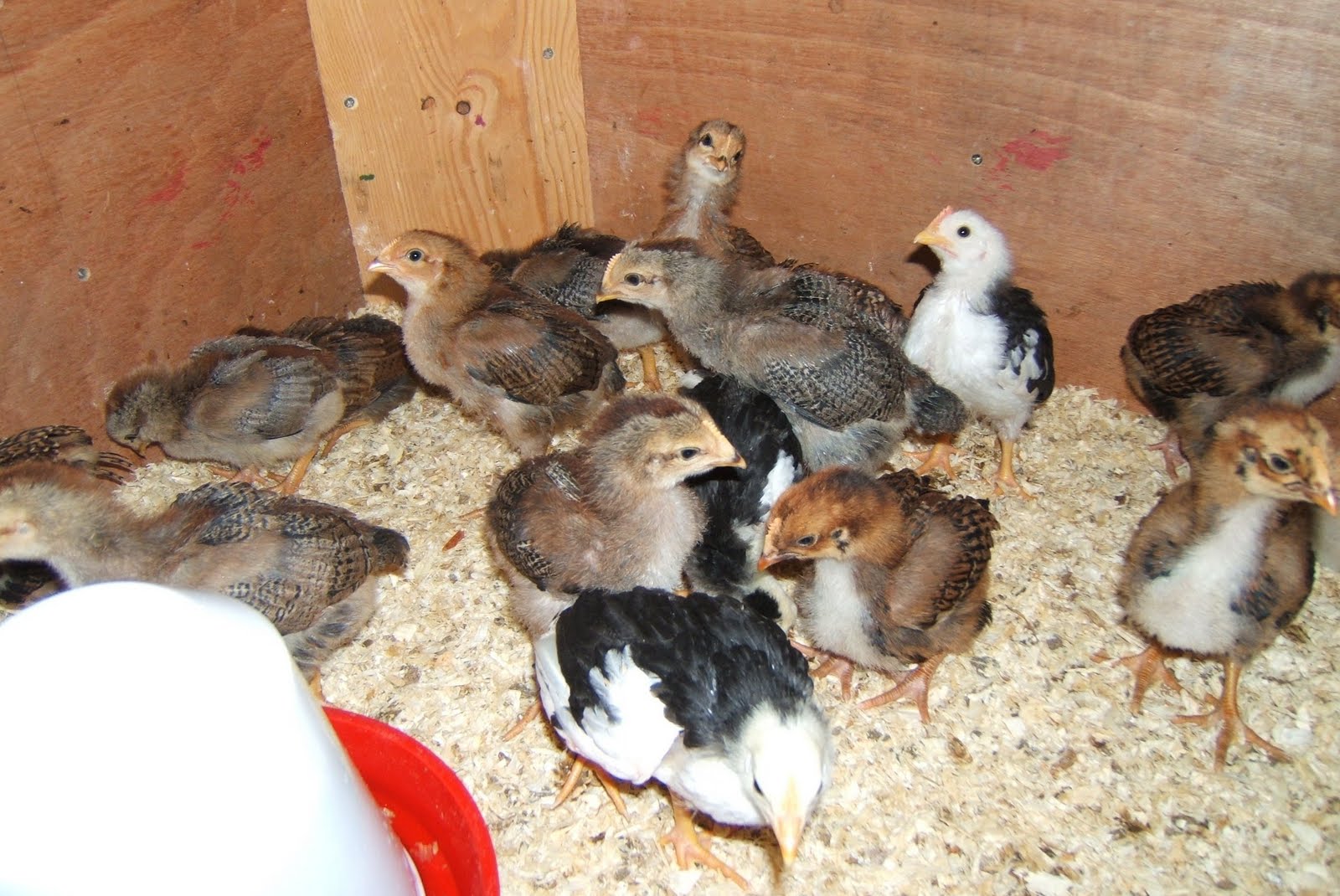 Bellecross Hens 3 week old chicks