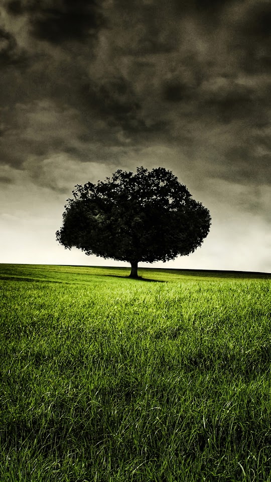 Lonely Tree On Hill  Android Best Wallpaper