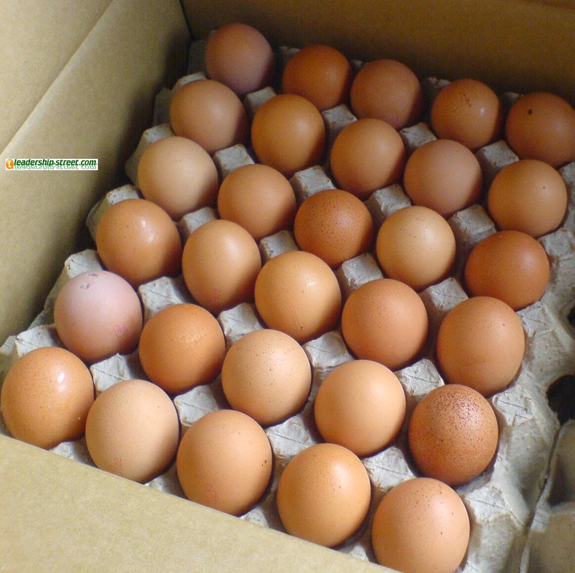  Kemasan Telur Ayam