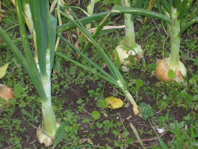 Cebolas de dias curtos ("Babosa") com bolbo