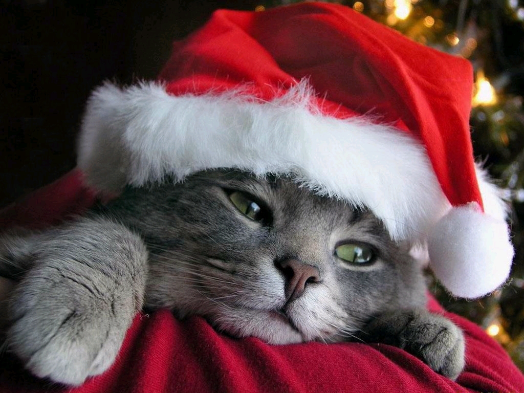 funny christmas animals | Awesome Wallpapers