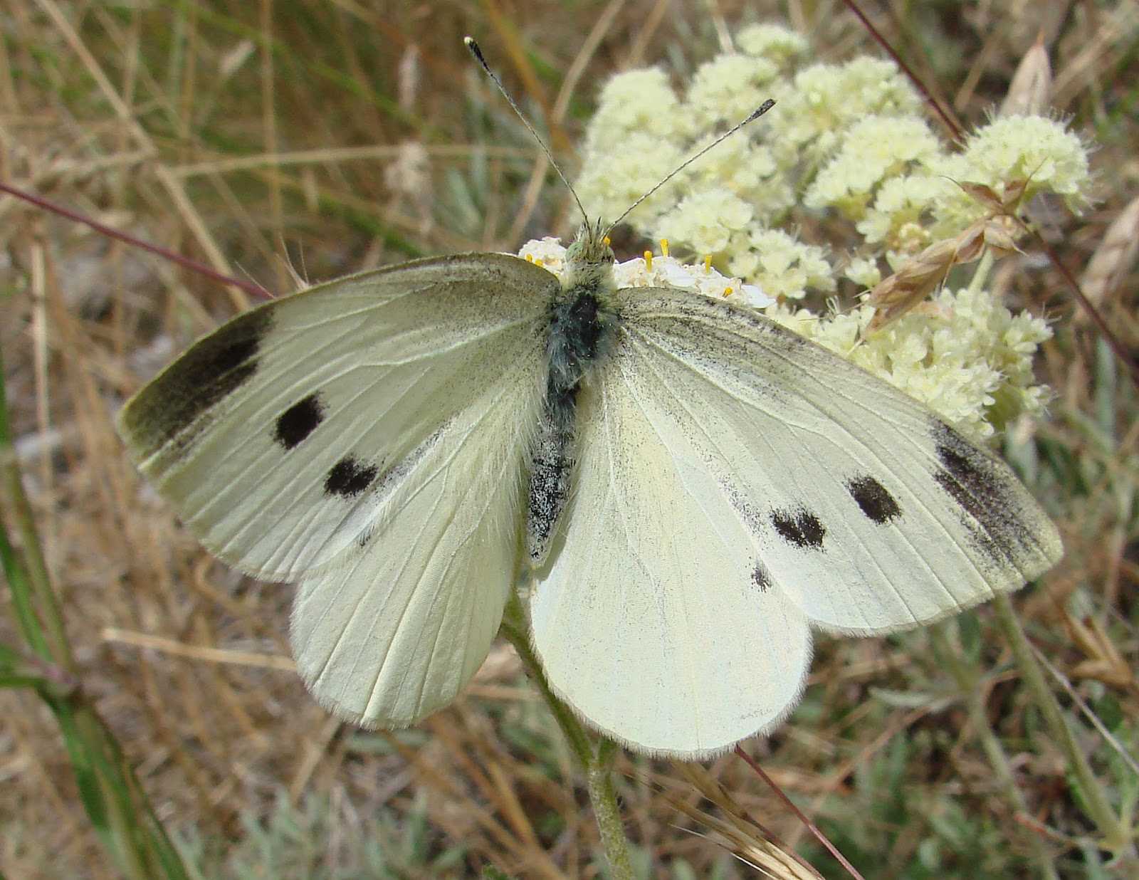 Butterfly Pieris Rapae Small White Cyprus Discovery