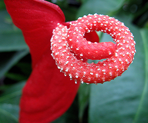 anthurium plant fertilizer