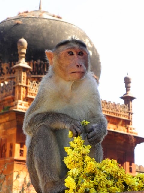 A Temple Monkey. / @JDumas
