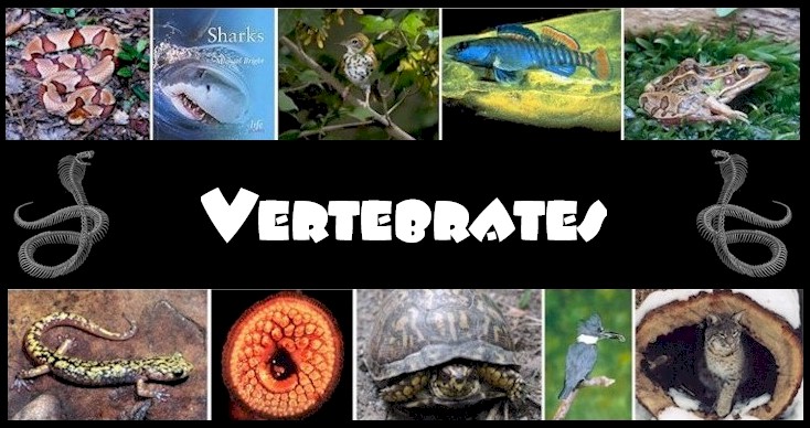 Science Technology: Animals with a backbone (vertebrates)