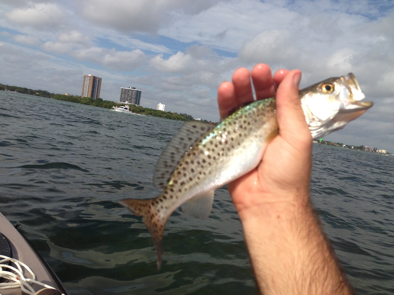 Fishing in South Florida Kayak Fishing by Morningside Park, Miami