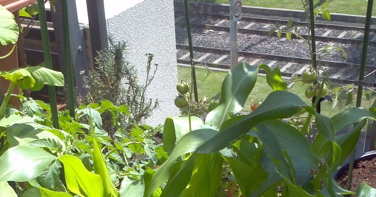 totally inept balcony gardener How to grow corn on a balcony
