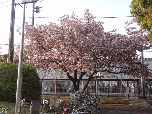 神奈川工科大学 情報工学科 ブログ 八重桜 ボタン桜