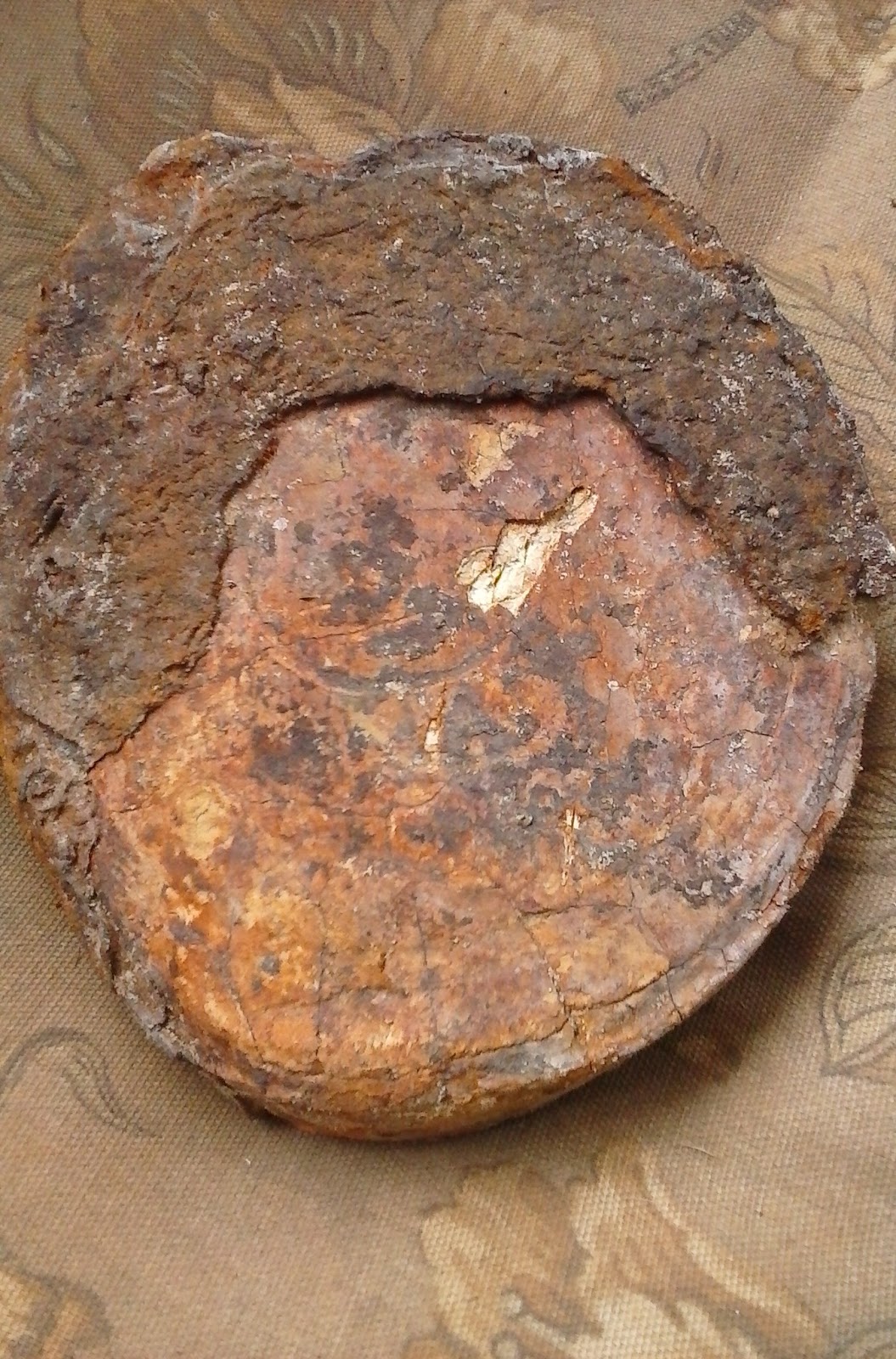 EAST TEXAS INDIAN ARTIFACTS PETRIFIED TURTLE/TURTLE FOSSIL