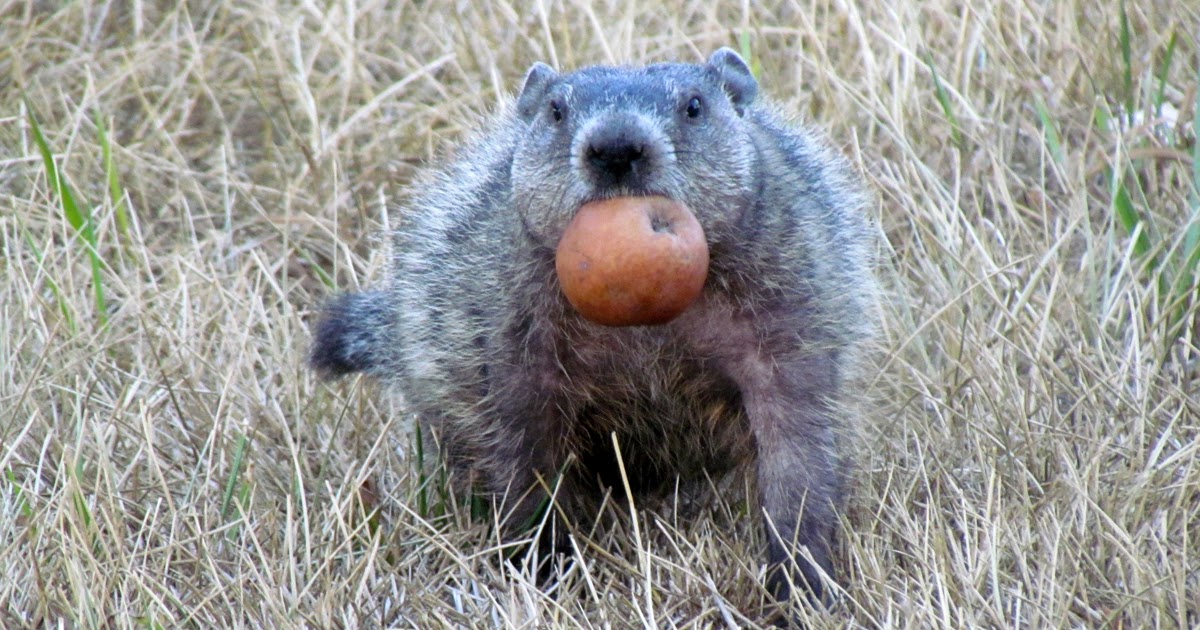 Mary's Be a GoodDog Blog Woodchuck videocloseup eating apples