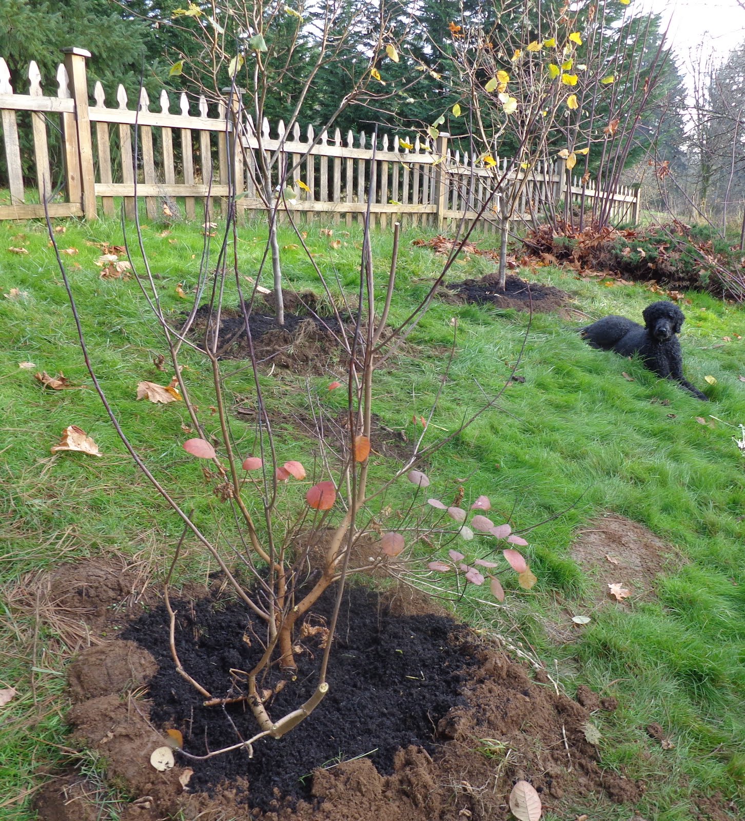 Growing Greener in the Pacific Northwest Moving a pair of HazelNut Trees