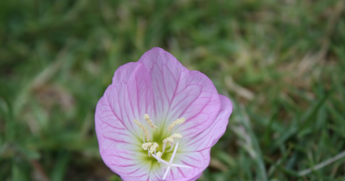 Our Life in Photos ~ by Ginisology: Unknown backyard weed/flower