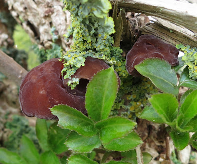 Group of Jelly Ears growing beside elderberry leaves.