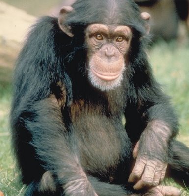 chimpanzee height