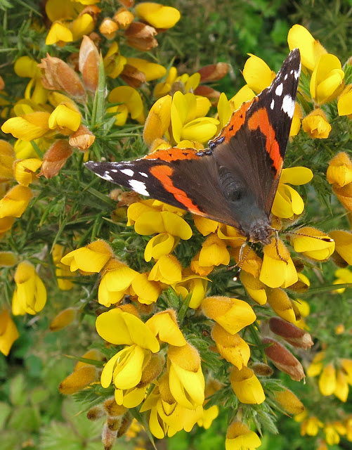 Red Admiral butterfly (Vanessa atalanta) on gorse flowers. May 13th 2013 - Wings open.