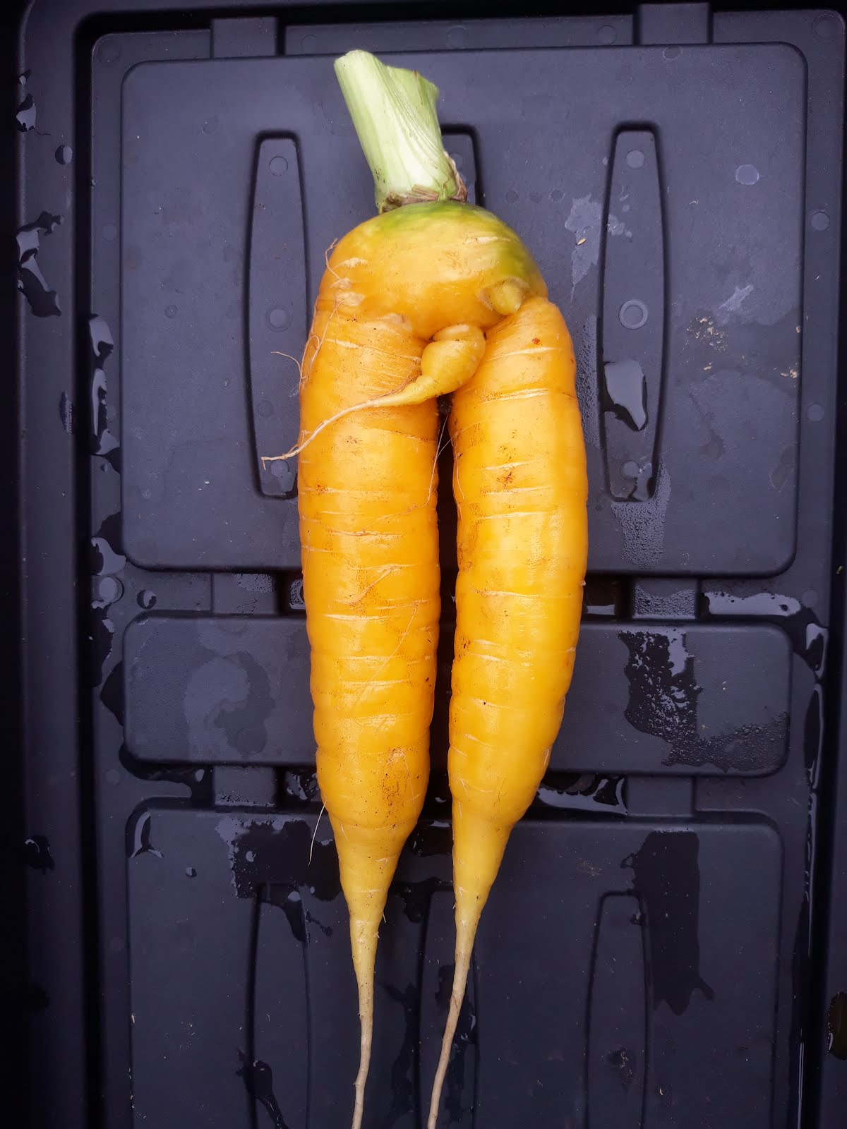 Naughty carrots