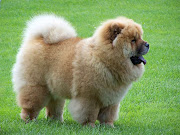 Top 20 most famous dog breeds.for dog lovers
