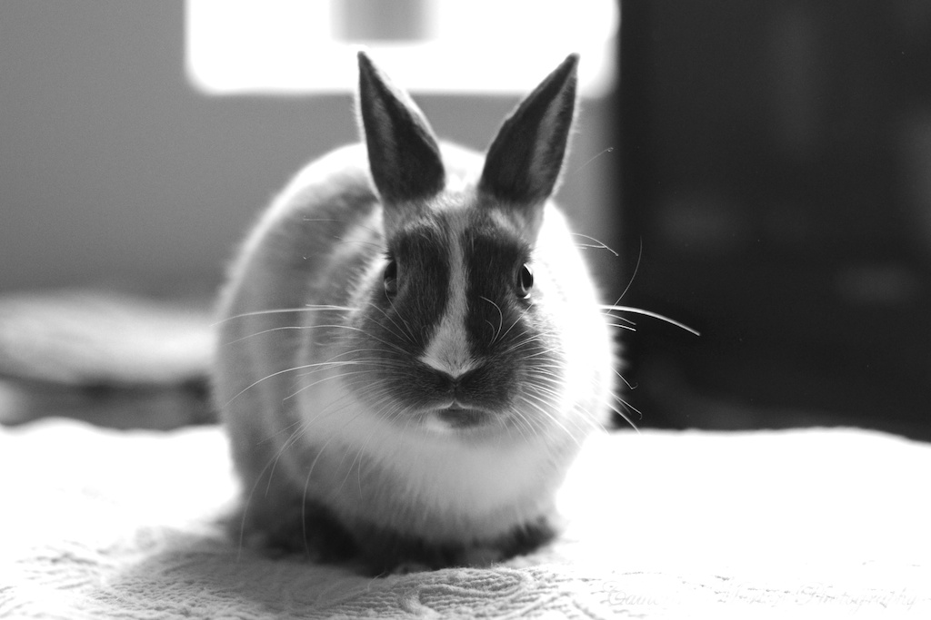 No Wooden Spoons Rabbit and Rats