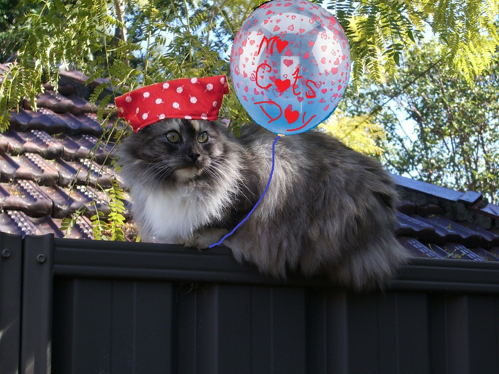 Cat Day