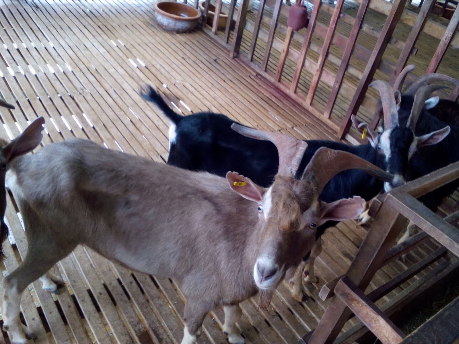 My Agri Log Lawatan Ke Ladang Kambing