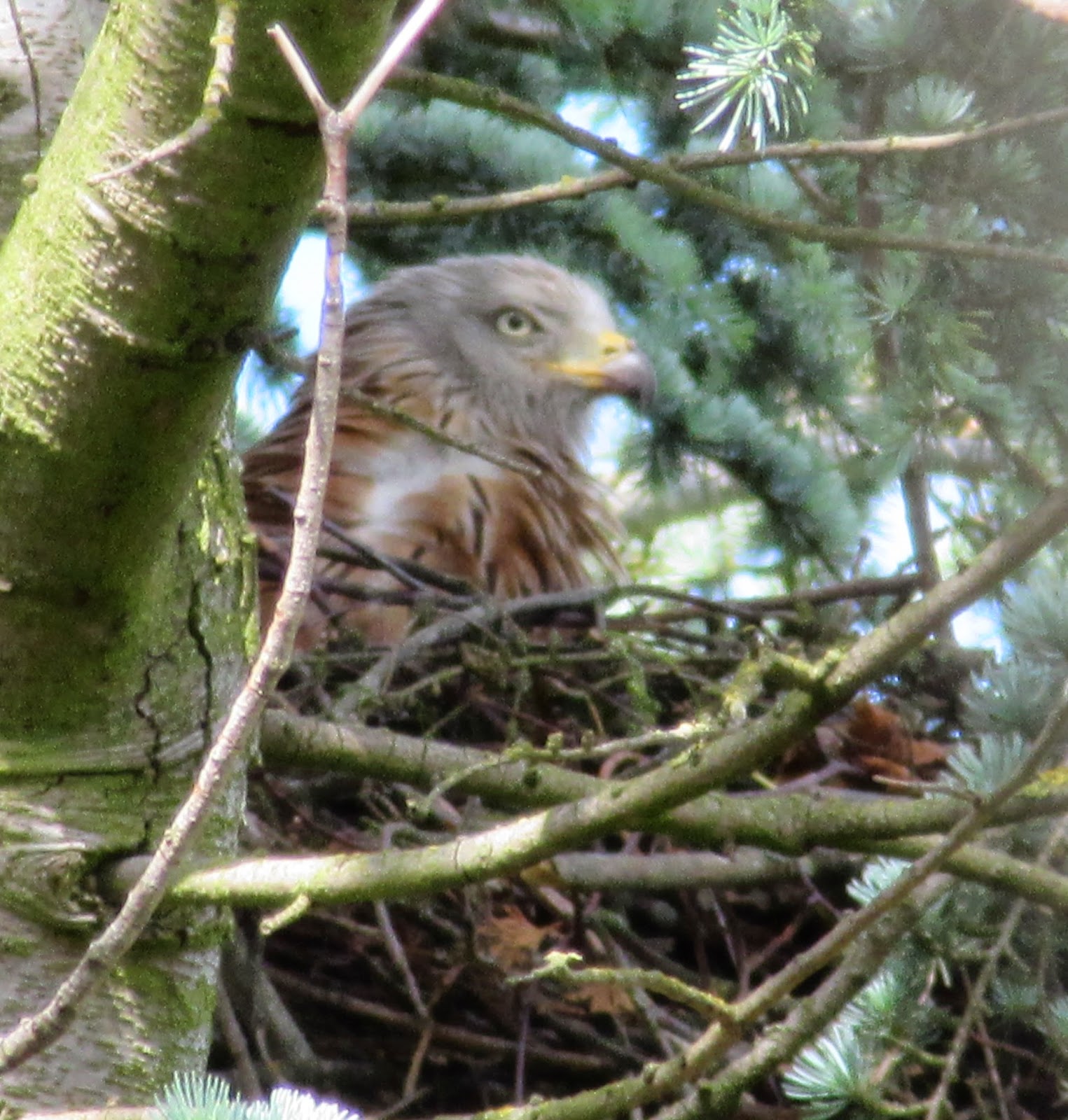 Bug Mad Girl: Red Kite's nest