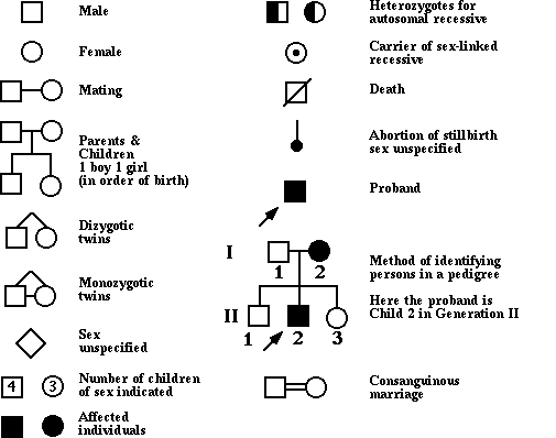 family tree symbols