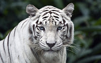 White Tiger Wallpapers