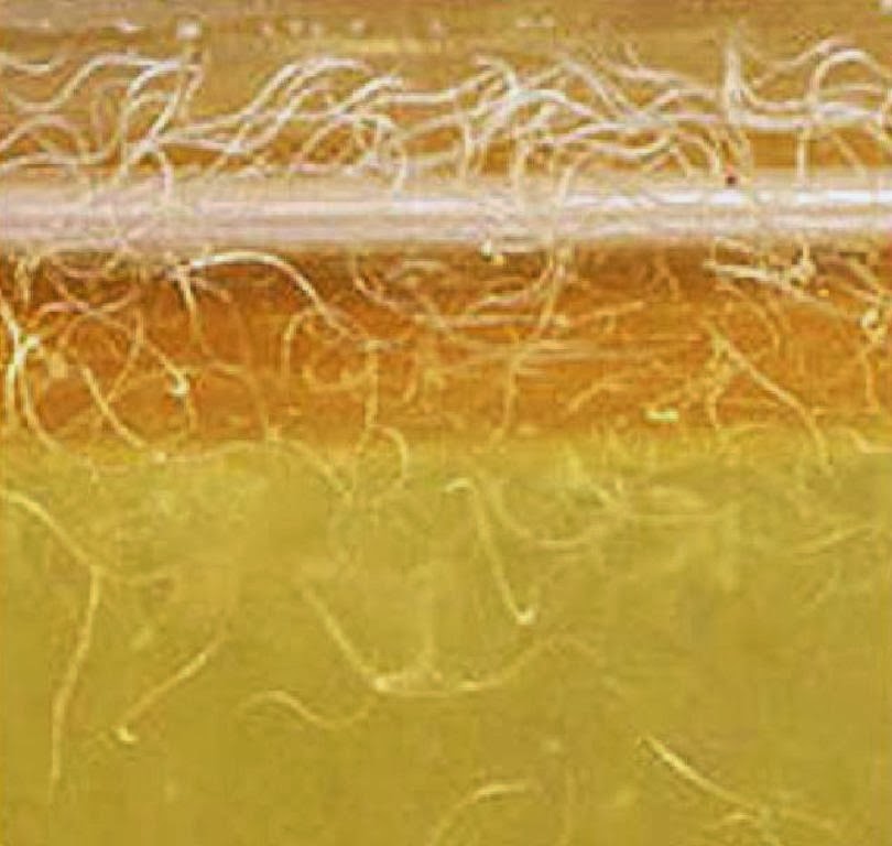 aquabay2u Vinegar Eels