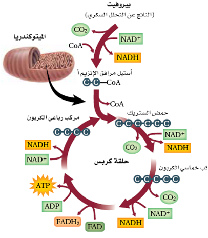 بحث عن الطاقة الخلوية