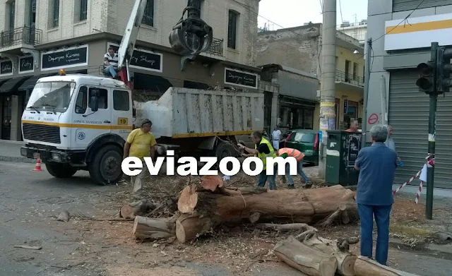 Χαλκίδα: Πολύωρο κυκλοφοριακό χάος από ένα δέντρο στην Ελ. Βενιζέλου (ΦΩΤΟ)