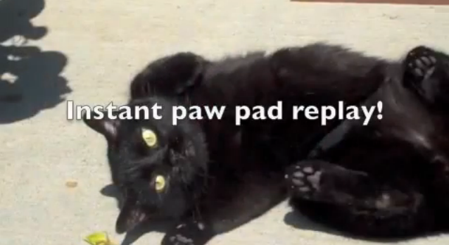 Catsparella Walking With Charlie Rc Pet Products Cat Harness Leash Review