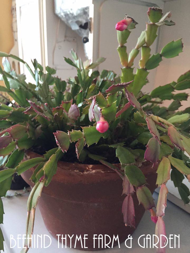 Beehind Thyme Farm & Garden SWEET 2 The Soul...