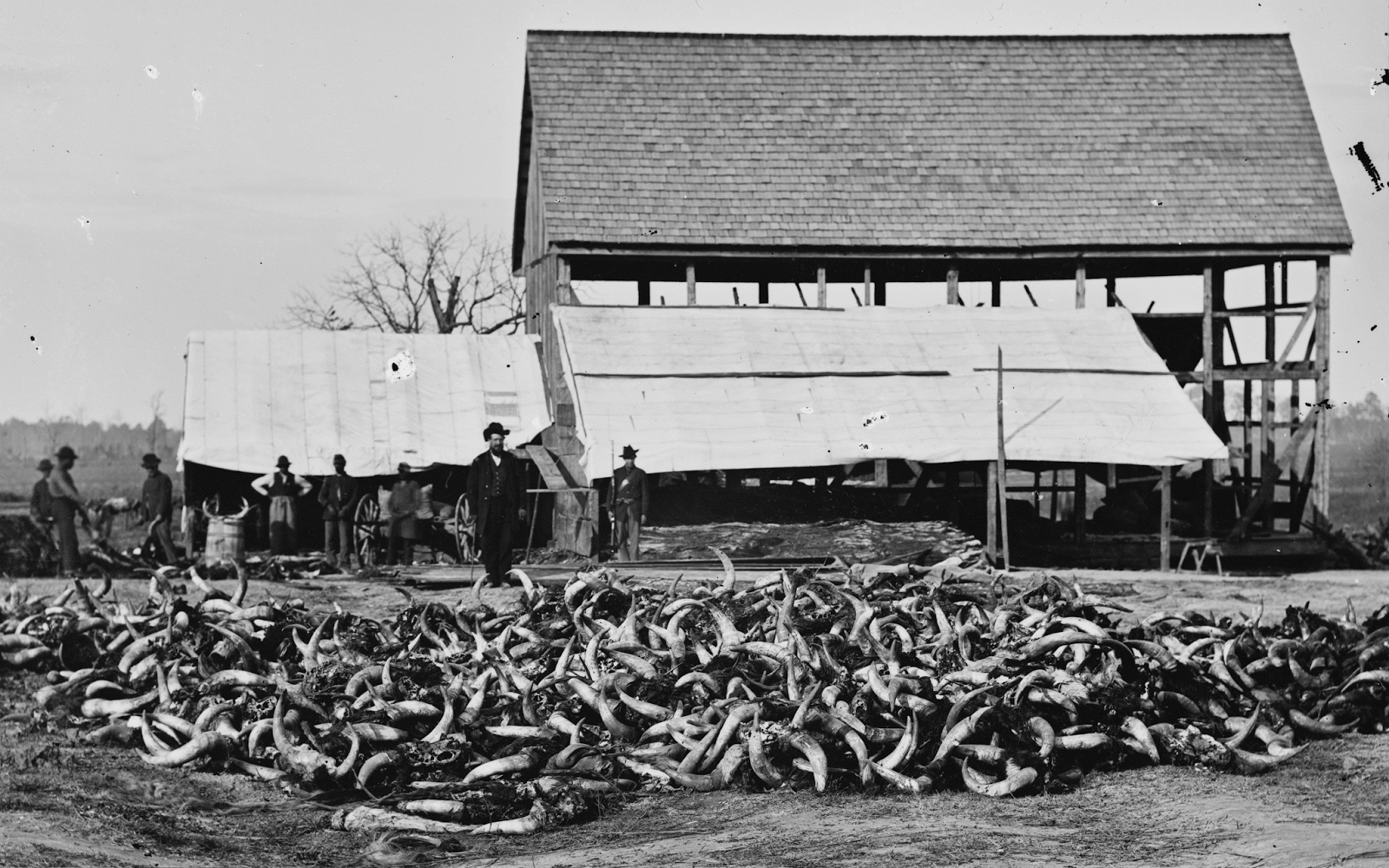 The Chubachus Library of Photographic History A Union Slaughterhouse