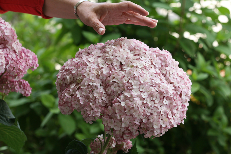 Proven Winners® ColorChoice® Plant of the Week Plant of the Week