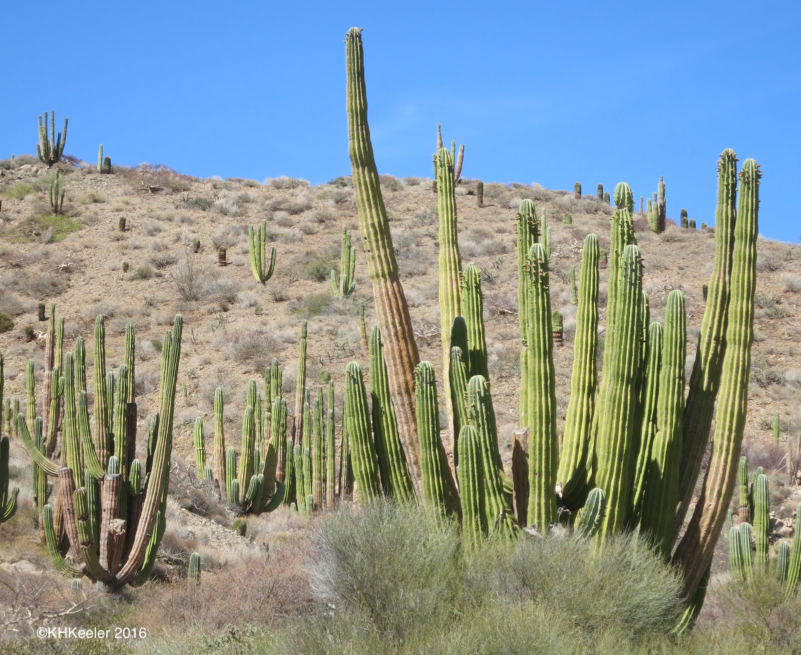 A Wandering Botanist Visiting Baja CaliforniaFlowers in the Desert