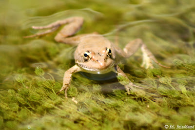 Pelophylax 