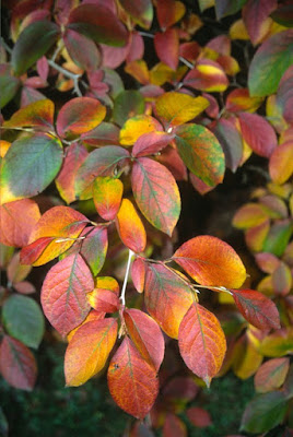 Berberis Thunbergii Stock Photos Berberis Thunbergii Stock