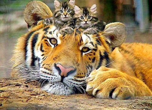 Afficher l'image d'origine