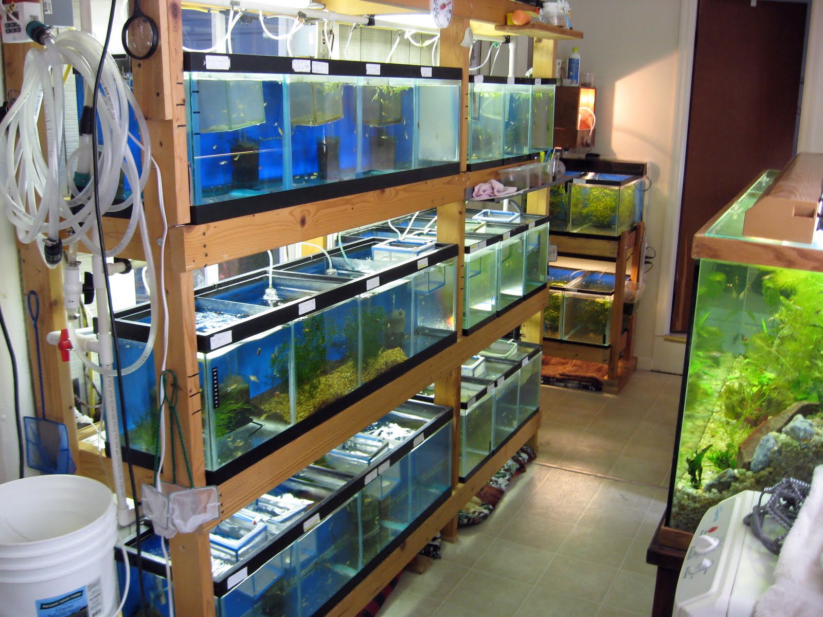 Swordtail Guppies Automated Breeding Systems A cost effective alternative to fishroom's for