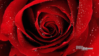 red rose wallpaper