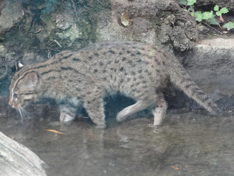 Love, Joy and Peas Fishing Cat Kitten Photos