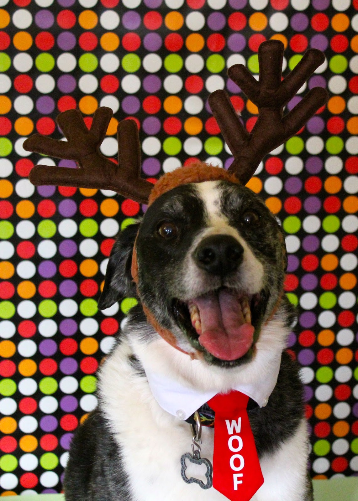 DOG PARTY! Woofy Woofmas Doggy Dress Up