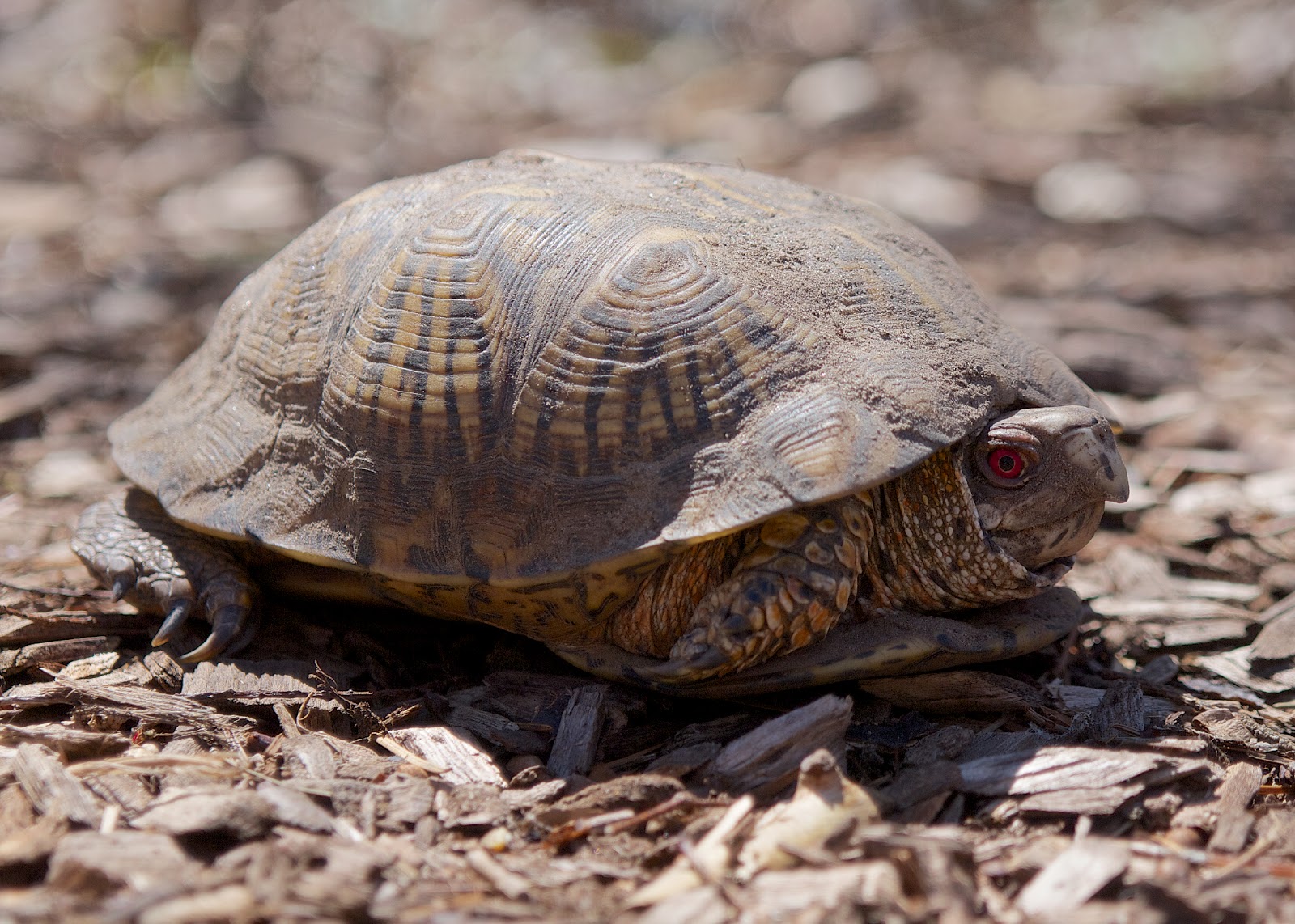 David Marvin Photography Lansing, Michigan Eastern Box Turtle
