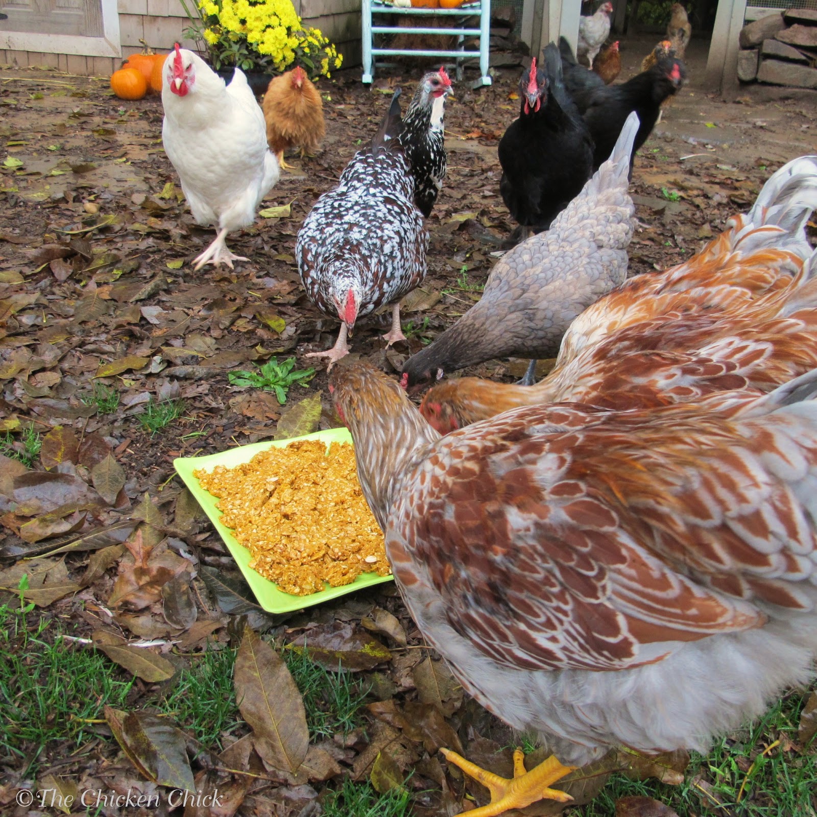 The Truth About Chickens, Pumpkin Seeds & Worms The Chicken Chick®