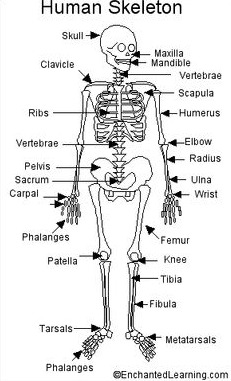 Mrs. Broussard's Classroom Blog: Bones! Bones! Bones!