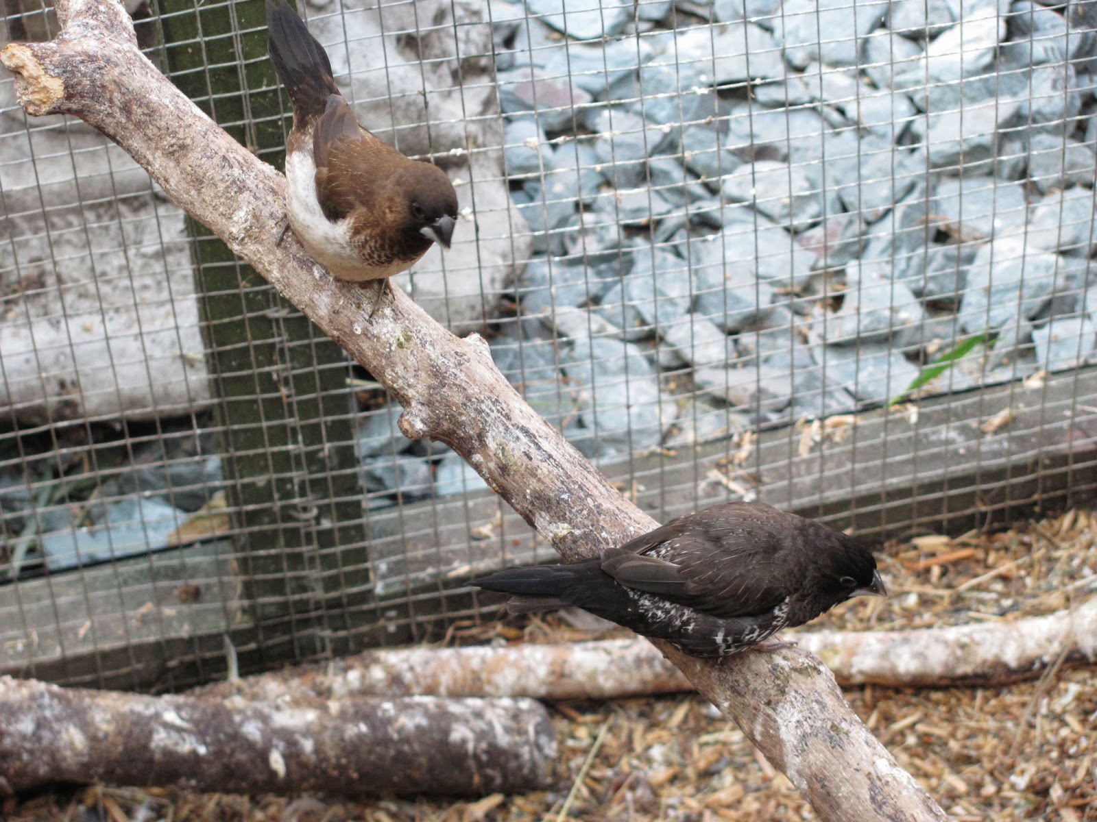 Adventures in Bird-Keeping: Genetics of Bengalese Finch Breeding