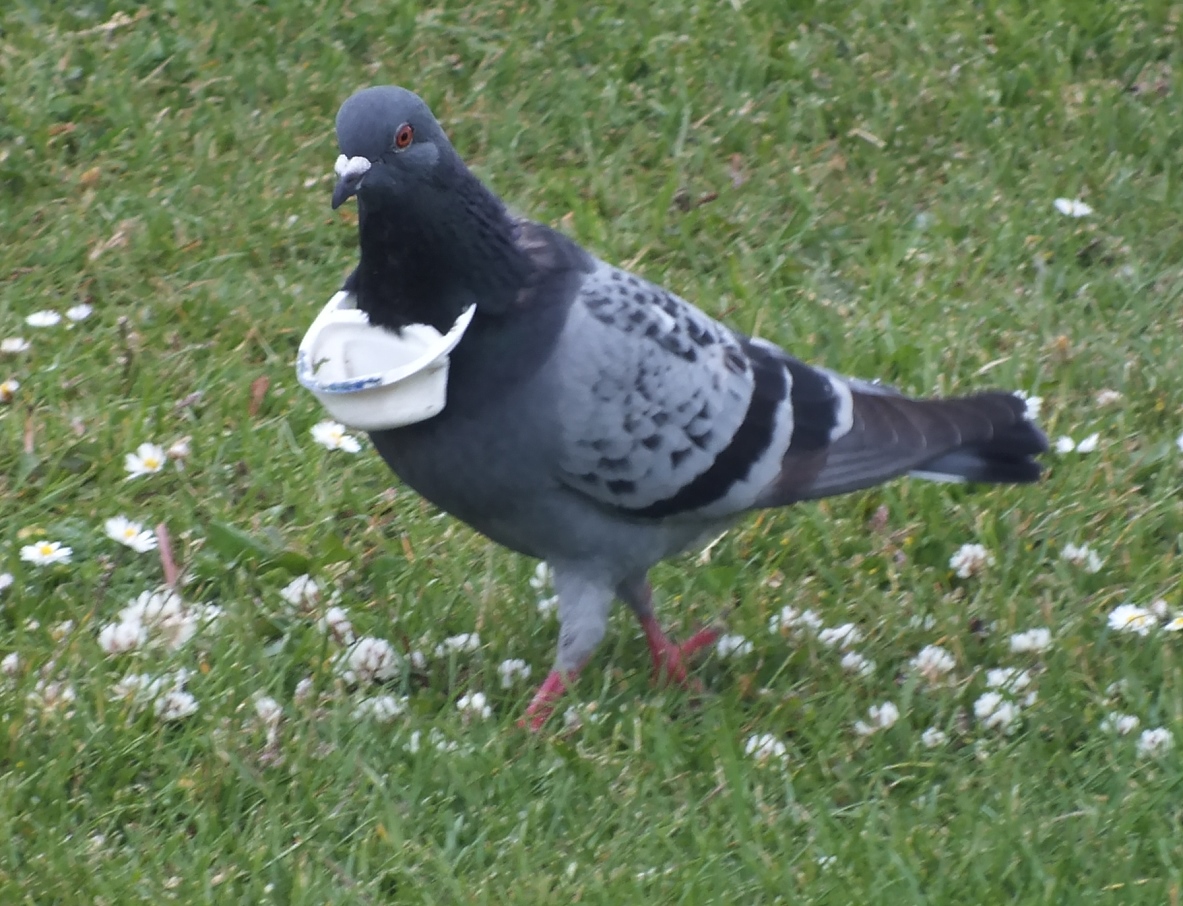 Lancashire and Lakeland Outback Adventure Wildlife Safaris Wet could