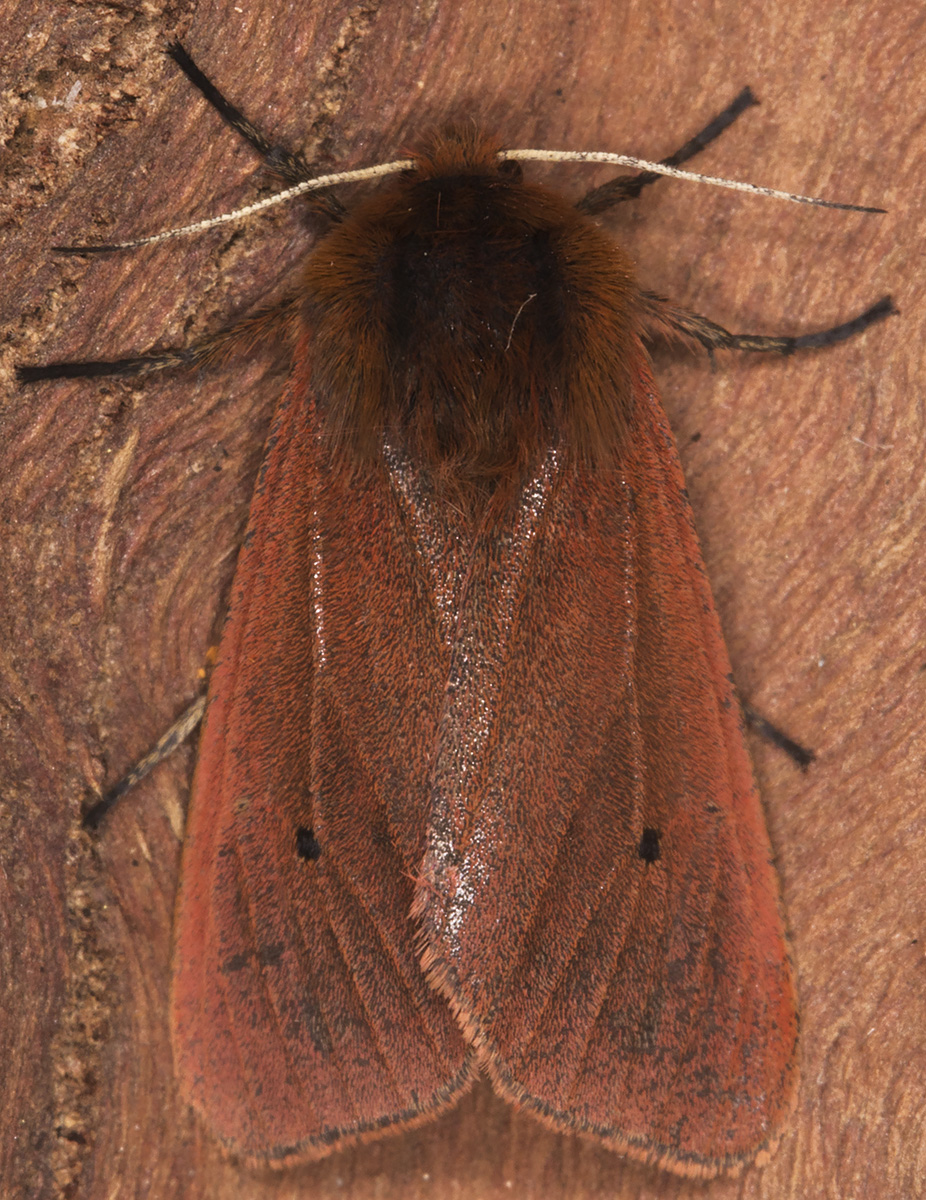 Ruby Tiger, Phragmatobia fuliginosa fuliginosa. Hayes, 14 September 2014. Ruby Tiger, Phragmatobia fuliginosa fuliginosa. Hayes, 14 September 2014.