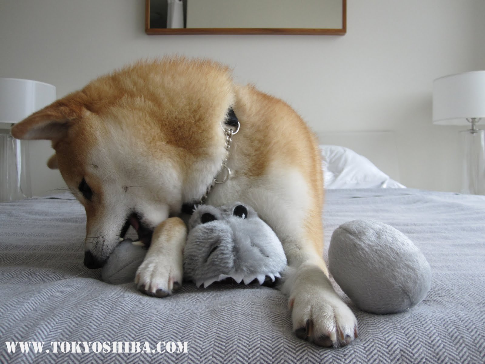 Tokyo My Shiba Inu Life Happy Easter 2011